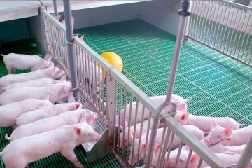 Chăn nuôi lợn tại Tokyo Nhật Bản lương 32 triệu