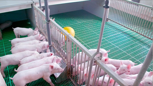 Chăn nuôi lợn tại Tokyo